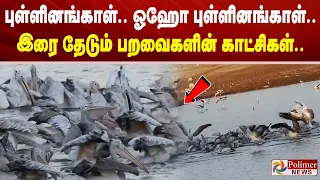 புள்ளினங்காள்.. ஓஹோ புள்ளினங்காள்.. இரை தேடும் பறவைகளின் காட்சிகள்..