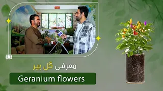 Introduction of Geranium flowers by a florist/ معرفی گل بیر در یک گلفروشی چهارراهی تایمنی کابل
