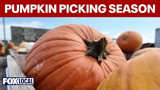 Long Island pumpkin picking season kicks off