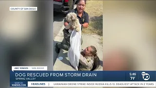 Animal Control officers rescue dog from storm drain