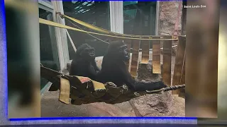 Saint Louis Zoo welcomes new gorillas Gus and Bukavu