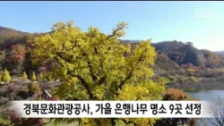Gyeongbuk Culture & Tourism Organization Selects 9 Must-Visit Ginkgo Tree Spots for Autumn