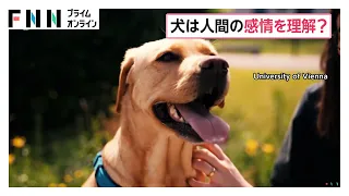 犬が人間の表情から感情読み取る　幸せそうな表情の写真で喜びの感覚に関わる脳の領域活発に（2026年08月14日）