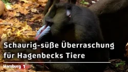 Schaurige Namen, faszinierende Tiere: Halloween im Tierpark Hagenbeck mit Kürbissen und Leckereien