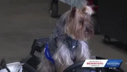 Magnolia Classic lets the dogs out for a big weekend of competition