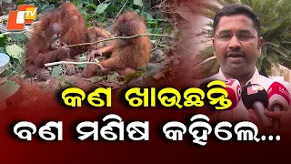Nandankanan’s 5 Orangutans Under Health Check by Technical Team