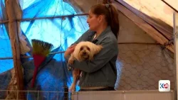 پارێزەرێک 30 ساڵە ئاژەڵانی بێلانە لە دهۆک کۆدەکاتەوە