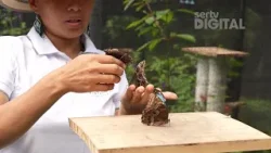 Alas Pintadas: el proyecto panameño que cría y exporta mariposas Morfo Azul al mundo Alas Pintadas: el proyecto panameño que cría y exporta mariposas Morfo Azul al mundo