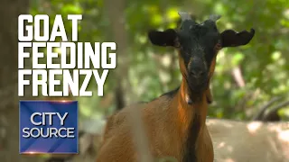 Hundreds of Goats Help Keep Irving Parks Clean