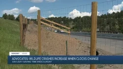 Conservation advocates warn of rise in wildlife crashes around daylight saving time changes