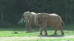 North Carolina Zoo to host seasonal job fair