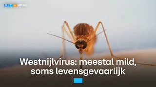 Hoe groot is het risico dat je besmet raakt met het westnijlvirus? | RTL Nieuws