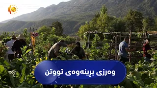 فیچەر.. وەرزی بڕینەوەی تووتن لە شارەدێی سەرسنگ