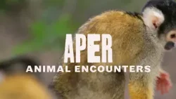 Animal Encounters - Aper