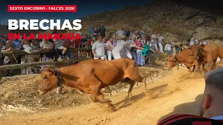 Brechas en la manada y caídas: sexto encierro del Pilón de Falces 2026