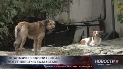 Эвтаназию бродячих собак могут внести в Казахстане