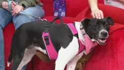 Meet Shelby the foster dog looking for her forever home