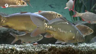 Carp Museum Neustadt an der Aisch without music