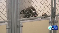 After an animal shelter cut ties with Syracuse, its colleagues call for city to act fast