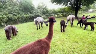 Weekend Break: Yoga at Hitch'N Post Alpaca and Llama Farm in Woodstock