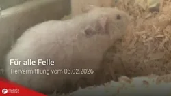 Tiervermittlung: Für alle Felle vom 06.02.2026