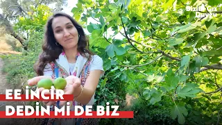 You Won't Find Figs This Sweet Anywhere Else | Our Girl Duygu