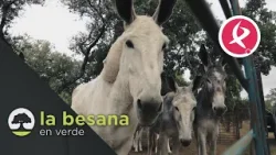 Un burro con 3.000 años | La Besana en Verde