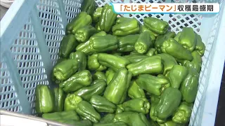 Bell pepper farmer says, "I think even those who don't like them can overcome it": Peak harvest f...