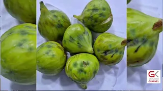روونكردنەوە لەسەر پشكنینی تاقیگەیی جۆرێك نەخۆشی كشتوكاڵی دەدرێت