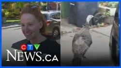 Toronto neighbourhood baffled by wild turkey roaming streets for weeks