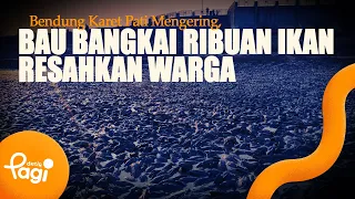 [detikPagi] - Bendung Karet Pati Mengering, Bau Bangkai Ribuan Ikan Resahkan Warga