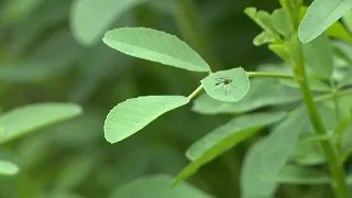 SCHD reports third case of West Nile virus