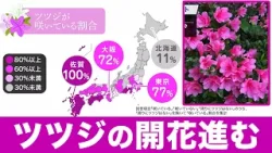 【季節情報】関東から西はツツジの開花進む／桜同様に昨年より遅い傾向に