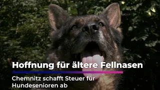 Hope for older furry friends - Chemnitz abolishes dog tax for senior dogs I Sachsen Fernsehen