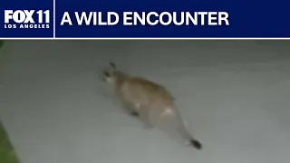 Mountain lion spotted outside Studio City home