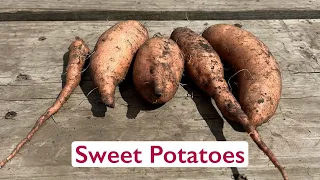 From Farm to You: Discovering Nebraska Specialty Crops (Sweet Potatoes)