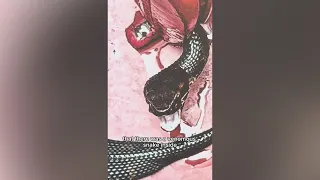 Maumelle football player finds venomous snake inside helmet during practice