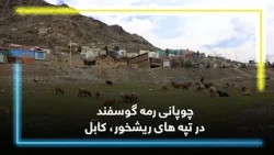 چوپانی رمه گوسفند در تپه های ریشخور، کابل چوپانی رمه گوسفند در تپه های ریشخور، کابل