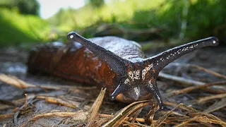 Massive Spanish slug invasion hits various regions in Russia