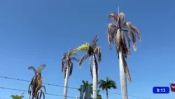 Ahome residents demand action over palm trees being intentionally dried out