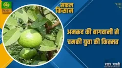 Safal Kisan : Guava Farming | सफल किसान : अमरुद की बागवानी से चमकी युवा किसान की किस्मत | 24/04/2024