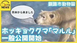 「丸々としているところがかわいいですね」ホッキョクグマの「マルル」 3日から一般公開開始 釧路市動物園 「丸々としているところがかわいいですね」ホッキョクグマの「マルル」 3日から一般公開開始 釧路市動物園