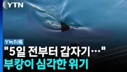 '2주 시한부설' 나오는데...현재 부캉이 상태는? [Y녹취록] / YTN