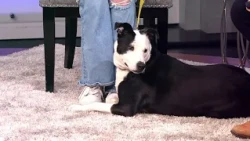 Sweet Border Collie mix needs a forever home