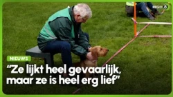 Tientallen teckels en hun baasjes rennen in Borculo: ‘Het is gewoon een fantastisch ras’