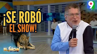 Perro Mordió a Iván e Ivonne en Vivo, inesperada muestra de cariño en plena transmisión | ESM