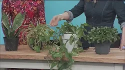 Midwest Access - Viv's Groovy Garden: House Plants Easy to Parent