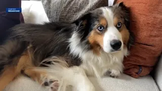 Have you seen Luca? SF couple desperate to find dog who went missing in Monterey