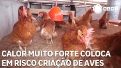 Extreme heat puts poultry farming at risk