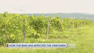 Rainy season didn't harm Watkins Glen vineyards, according to workers